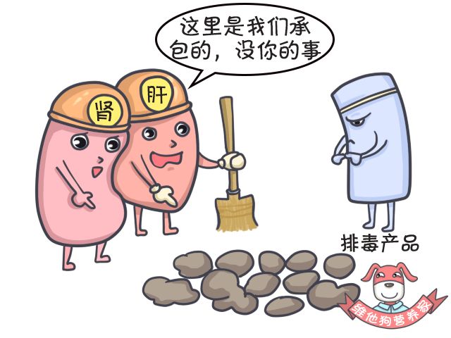 大麦若叶青汁可以清肠吗,足贴真的排毒减肥吗