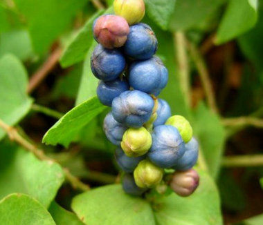 农村一种野草，果子可以吃，叶子带在身上可避蛇，人称“蛇*退倒**”