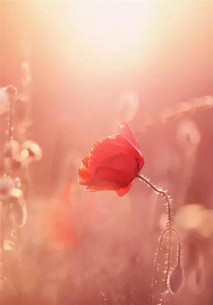 宋词中关于虞美人的词,关于虞美人的古诗鉴赏