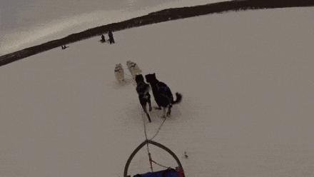 狗狗大便第一次干第二次稀,老年狗狗大便稀出血