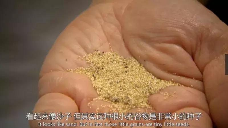 bbc全球最不健康的饮食,bbc纪录片关于健康饮食