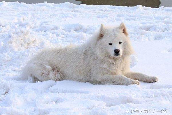 天气转冷怎样预防狗狗感冒,天气转凉狗狗注意事项