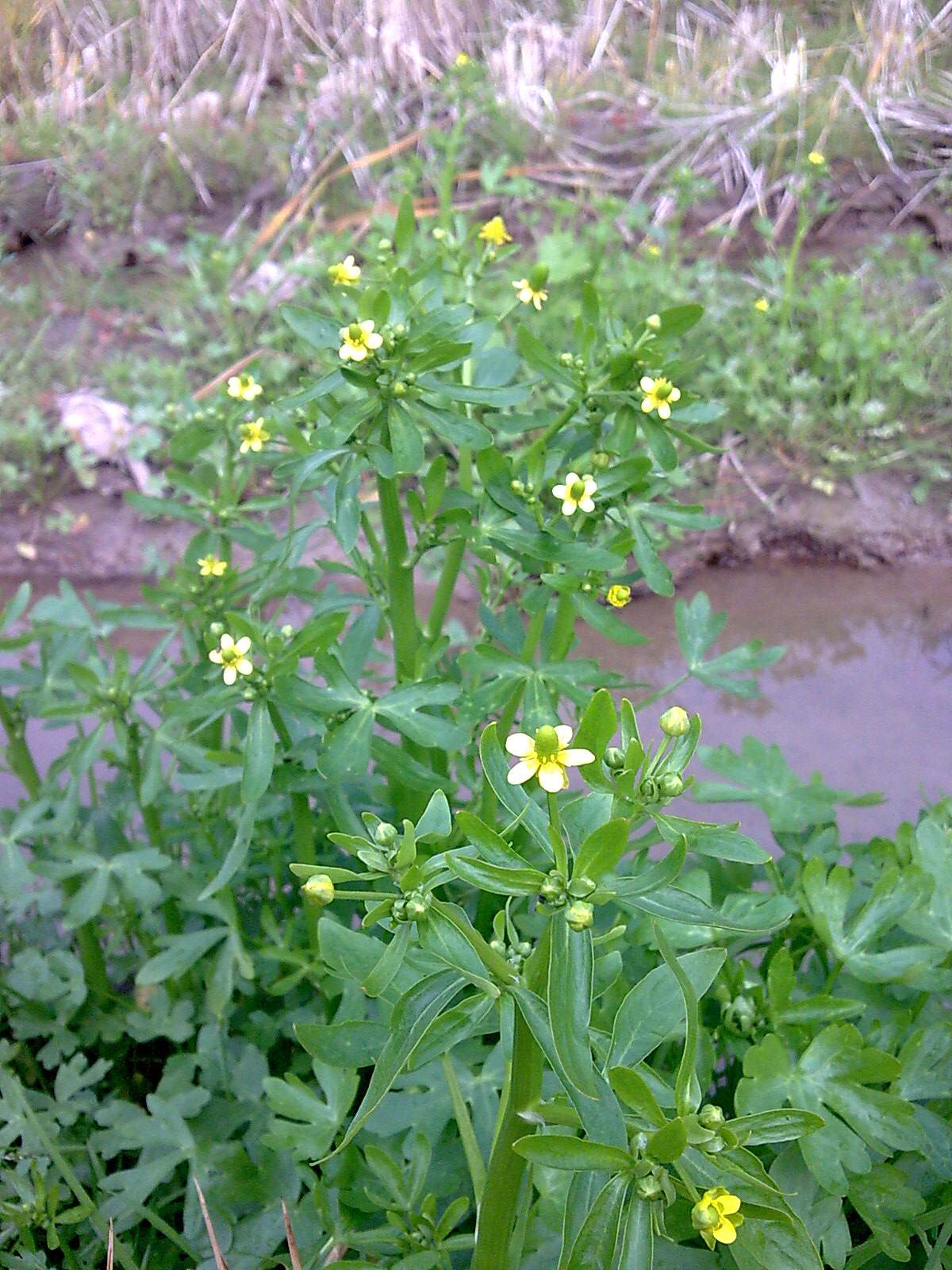 中药材石龙芮的功效,中药石龙芮的功效与别名