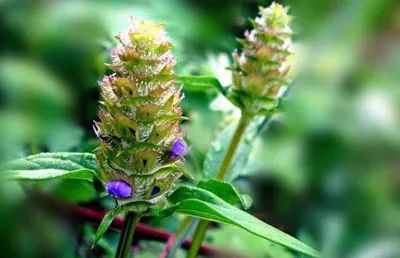 马蜂蜇人几针会致死,马蜂蜇人会致人死亡吗