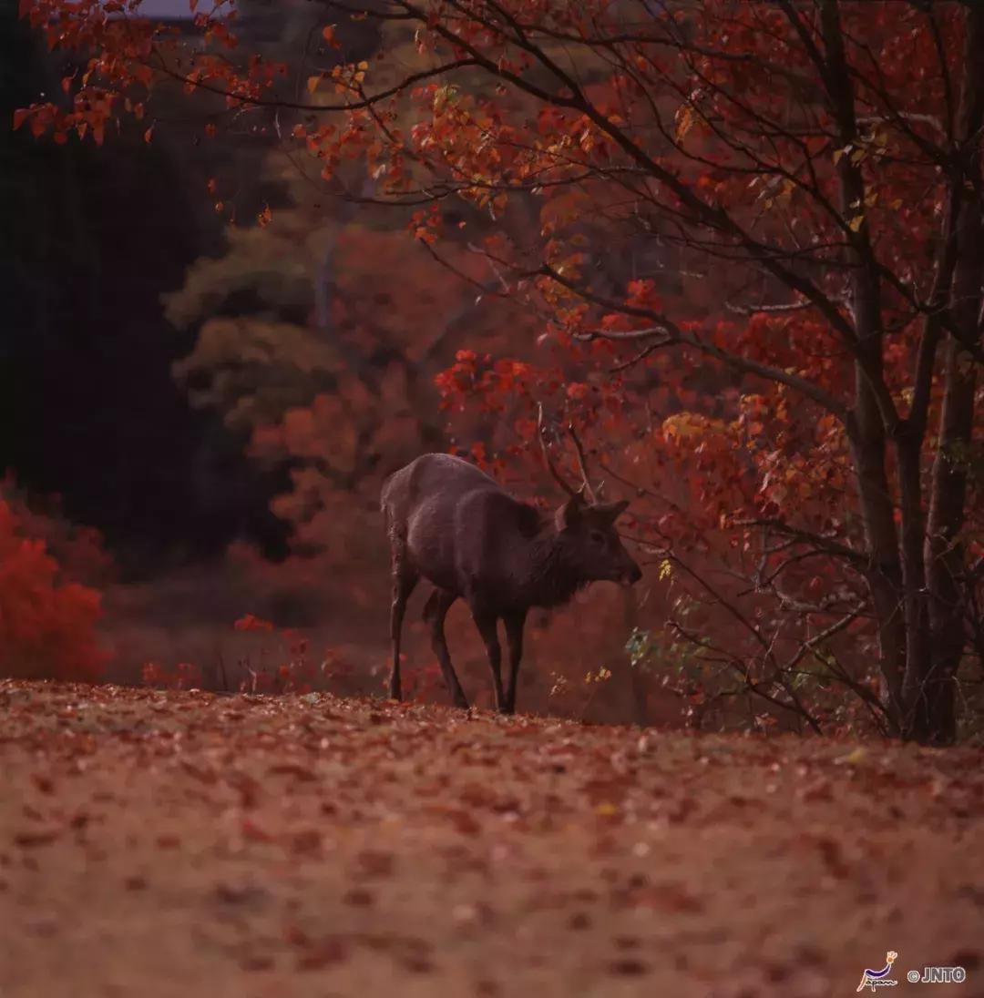东京名古屋京都,东京大阪名古屋京都