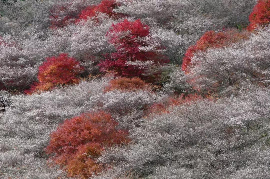 东京名古屋京都,东京大阪名古屋京都