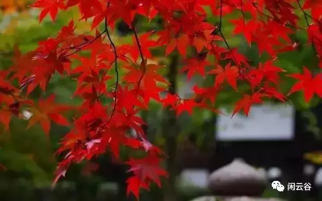 关于秋天的30首经典诗词,60首最经典描写秋天的诗词