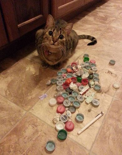 哈哈哈哈哈哈哈哈这届猫奴的智商有点高!