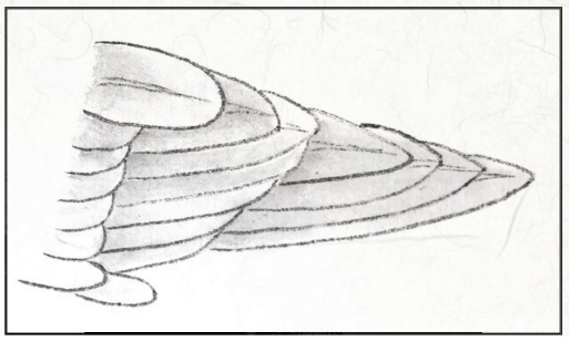 工笔禽鸟技法视频,工笔鸟翅膀画法