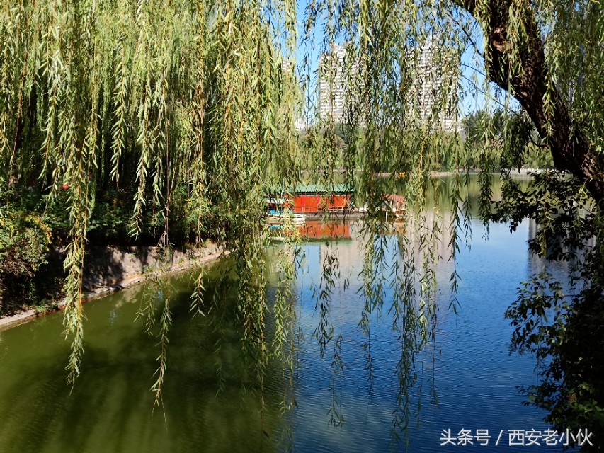 西安兴庆公园合唱团直播,西安兴庆公园歌手