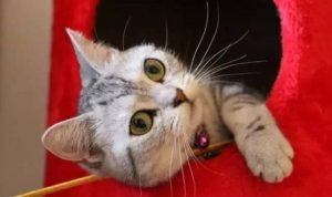 猫咪不让剪毛球怎么办,怎样给猫咪剪指甲不抓人