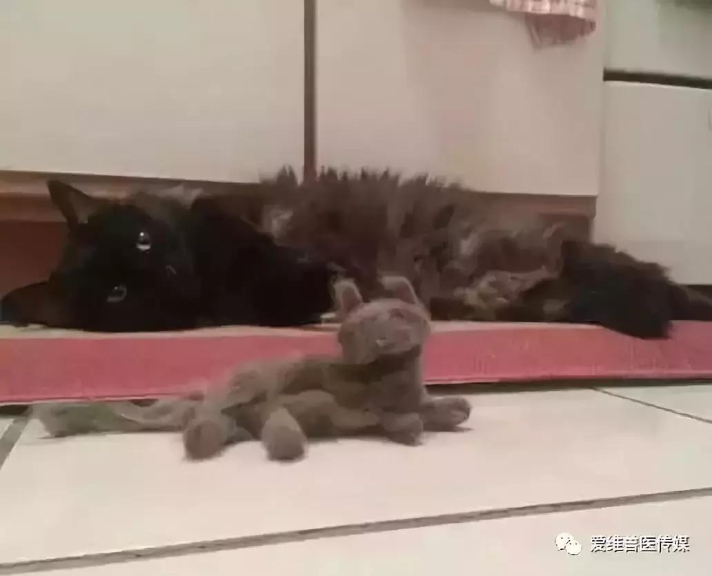 宠物猫正常掉毛是什么因素,猫掉毛超级严重
