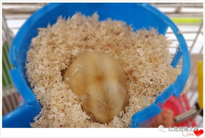 小仓鼠的故事大全视频,儿童睡前故事小仓鼠的故事