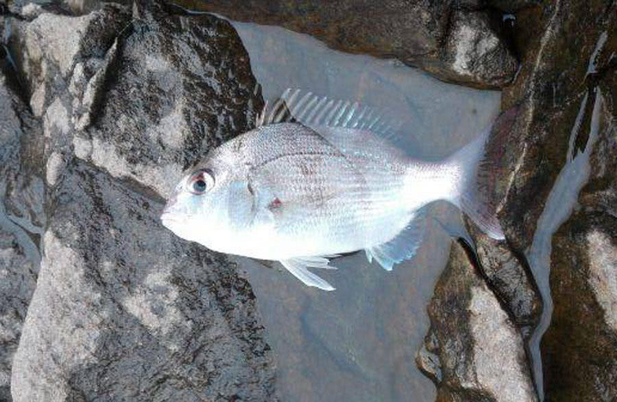 海钓最大的收获,海钓过足瘾
