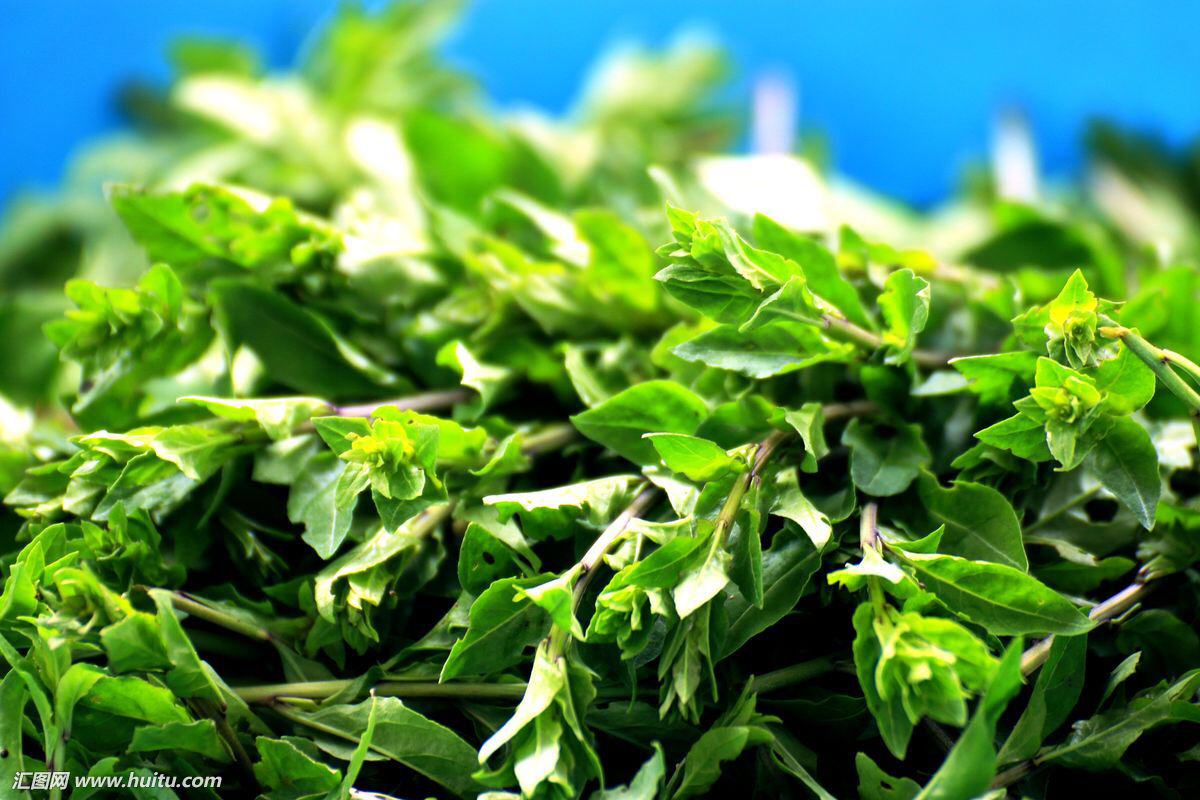 中药枸杞叶什么可替代,枸杞叶瘦肉汤