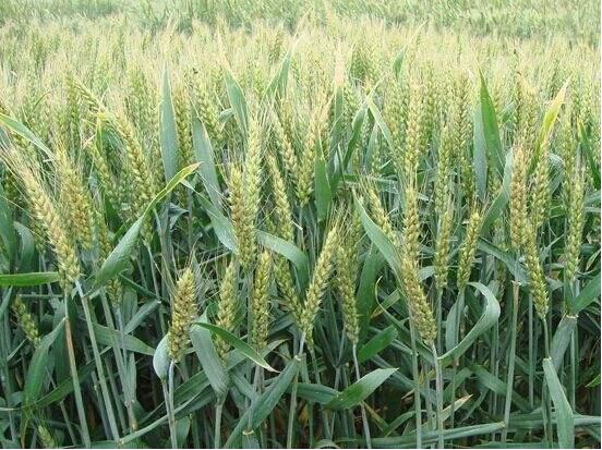 基本农田可以小麦套种药材吗,小麦地冬季套种中药