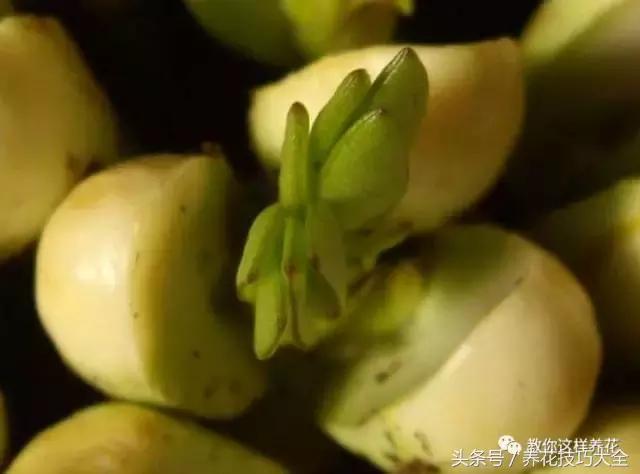 盆栽花生的变化,最好看的盆栽花生