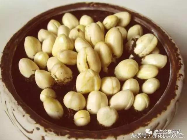 盆栽花生的变化,最好看的盆栽花生