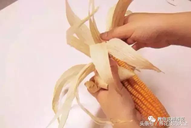 盆栽花生的变化,最好看的盆栽花生