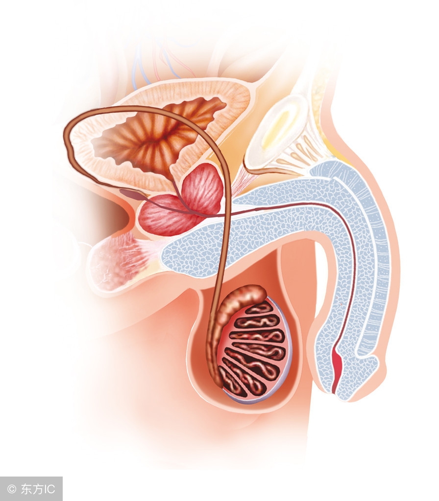 生殖器疱疹对孕妇有什么危害,生殖器疱疹对身体有什么危害