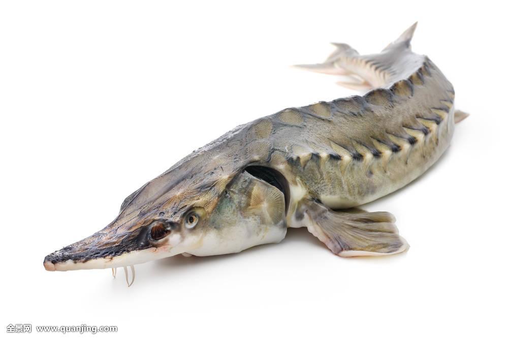 西杂鲟和中华鲟区别,西杂鲟和中华鲟杂交