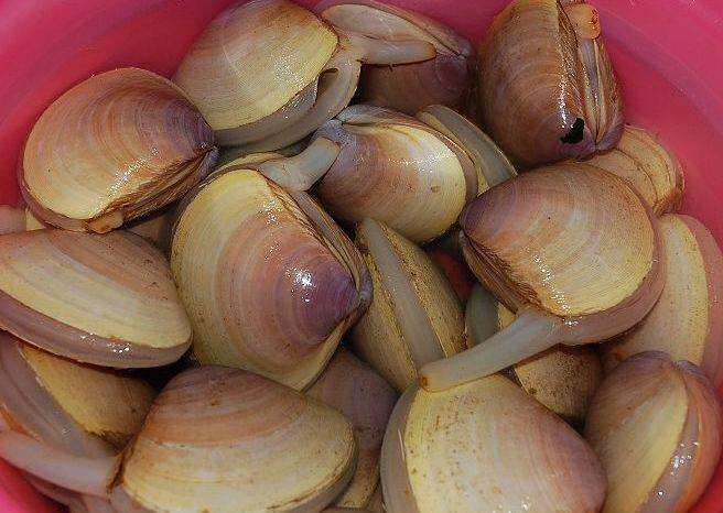 中草药吴茱萸,西施舌的做法