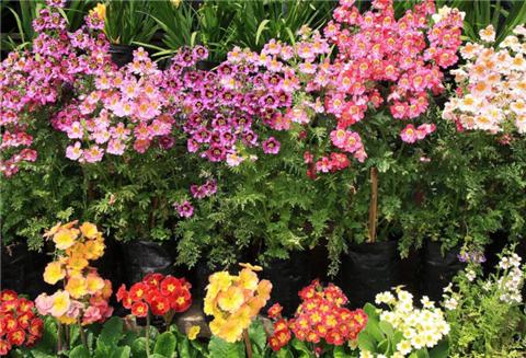 松针如何做种花土,自己在家怎么制作松针腐叶土