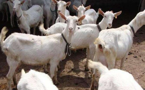 奶山羊什么时候种最好,奶山羊小公羔饲养技术和方法