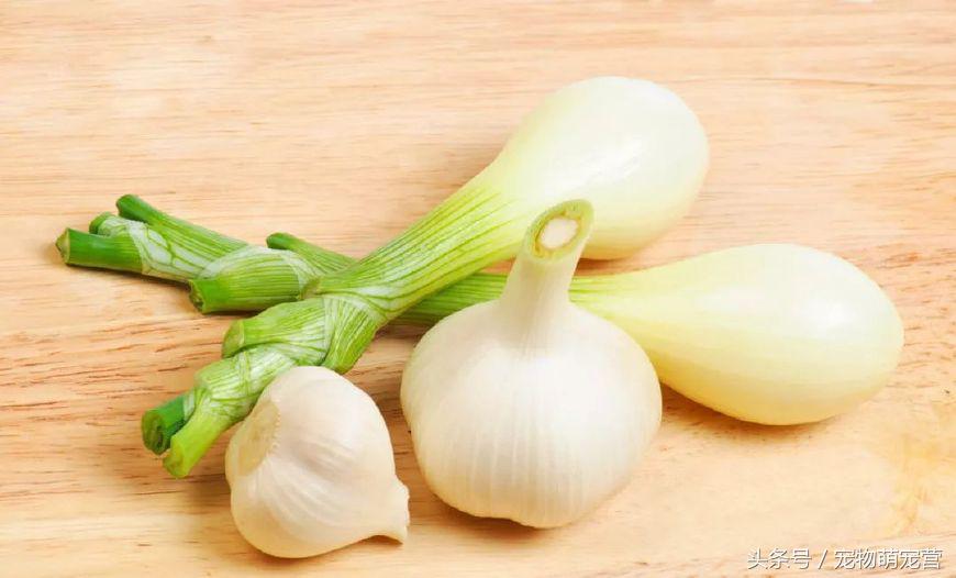 切记这几种食物不宜久放于冰箱,30种狗狗不能吃的食物喂狗误区