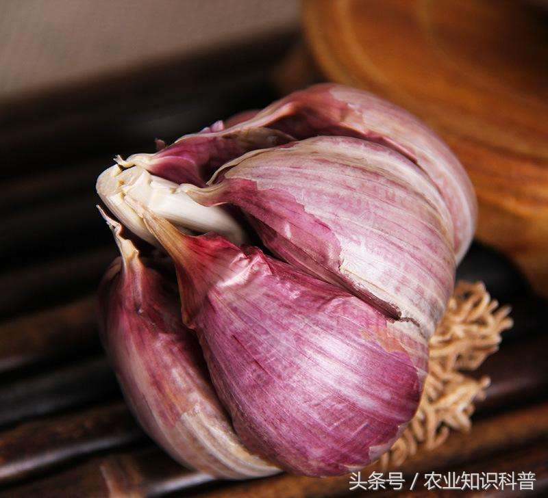“蒜你狠”真的够狠，不是北方人独有的，其种植范围堪称第一