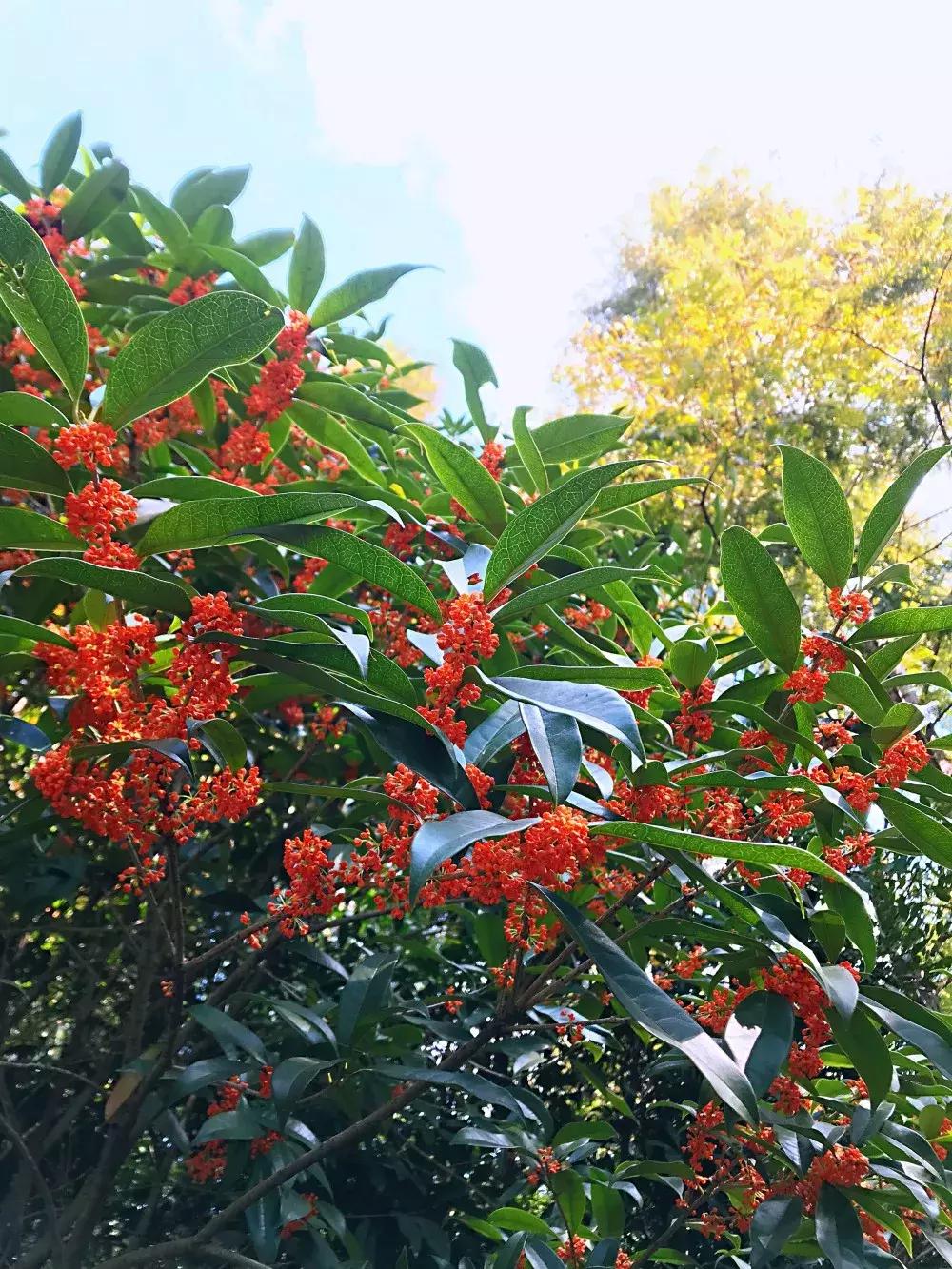 赏桂好去处,金秋赏桂好去处