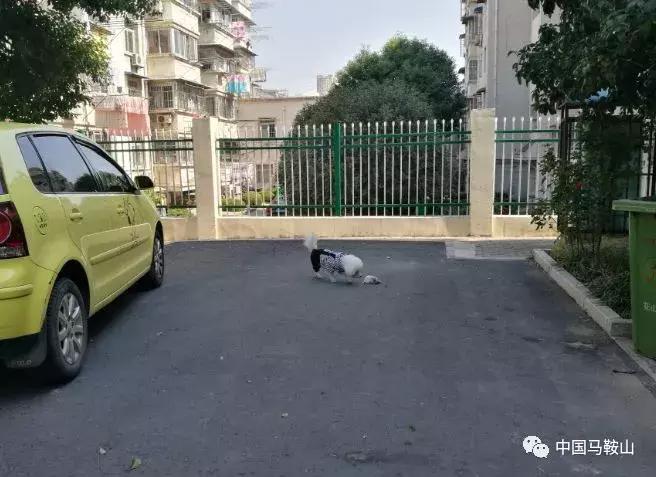 马鞍山城市禁止养这30类犬,马鞍山文明养犬规定