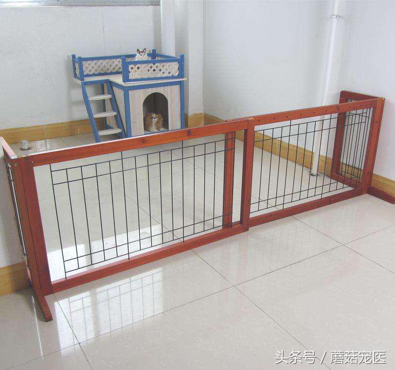 狗狗身上有臭味教你几招轻松解决,狗狗浑身散发着酸臭味是为什么