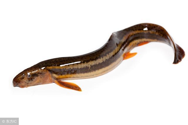 小时候最喜欢去河里抓鱼,记得小时候最喜欢捉鱼