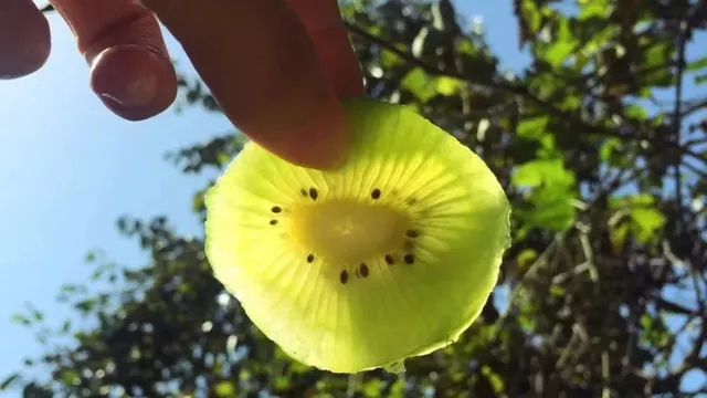 你可能没吃到过好吃的猕猴桃,再也没吃过整个的猕猴桃