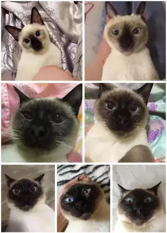 暹罗怎么不变白,暹罗变黑变不回来怎么办