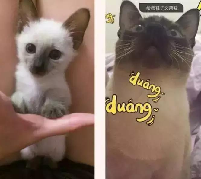 暹罗怎么不变白,暹罗变黑变不回来怎么办