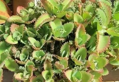 极强的适应能力,超强的适应力