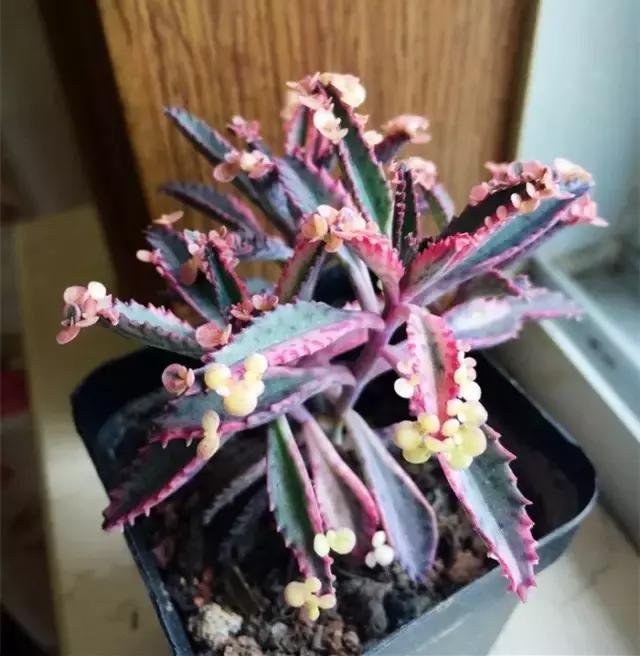 有极强的适应能力,超强适应能力