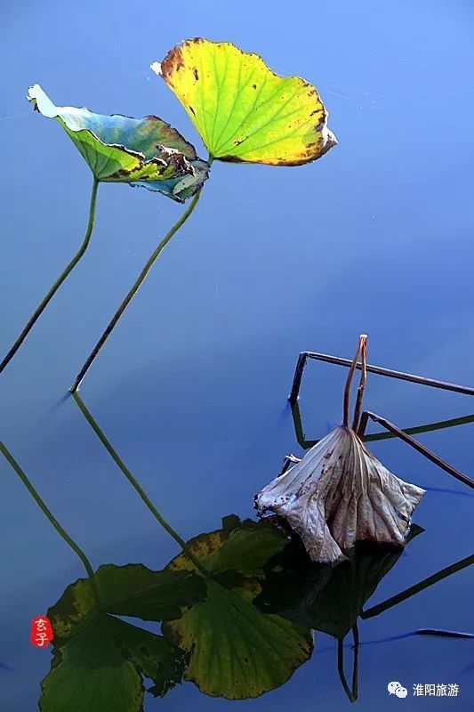 淮阳龙湖荷花盛景照片及描写,淮阳龙湖荷塘