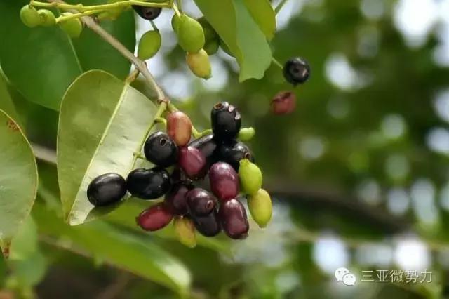 海南人最喜欢吃的食物,海南人吃最多的是什么