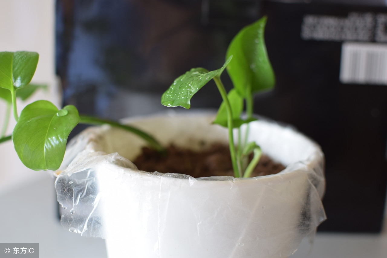 水培绿萝怎么养护长得才茂盛,水培绿萝怎么养才能长得茂盛