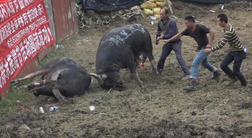 前呼后拥！777号“霸王龙”不负众望笑傲丹寨高排
