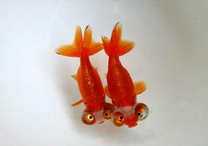 兰寿金鱼光线要求,兰寿泰狮鎏金三种金鱼能混养吗