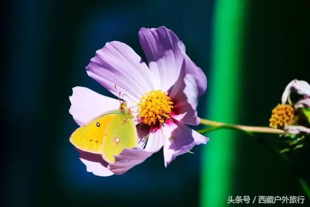 拉萨旅游攻略必去景点大全,拉萨旅游景点推荐及攻略