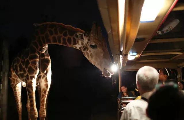 夜间动物园新加坡,新加坡夜间动物园暮光表演