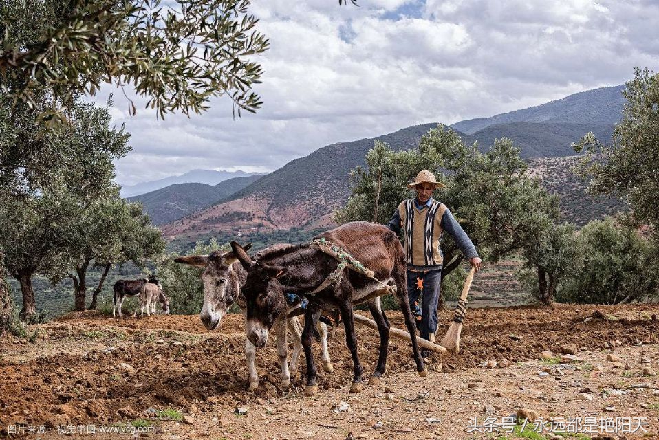 老农们不爱看篮球，足球……（诗歌）