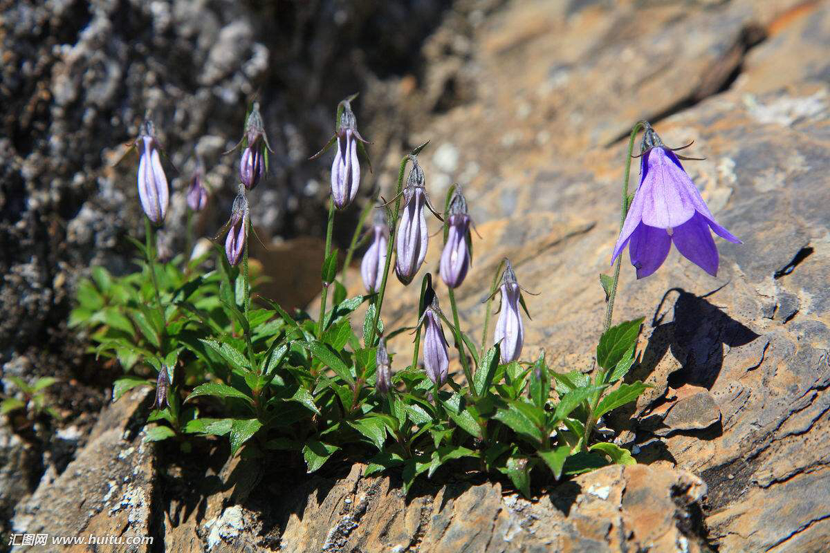 中药材沙参的功效与作用,中药材沙参