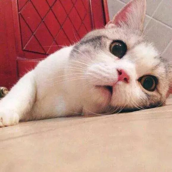 日版防晒有哪些,日系防晒本土版和国际版有区别吗