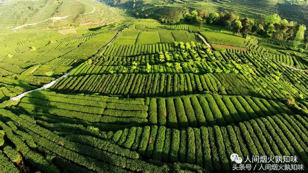 当我们在一起品茗谈心欣赏茶道时,有谁想过那些辛苦的采茶妹呢